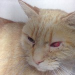 Blonde cat with sick eye