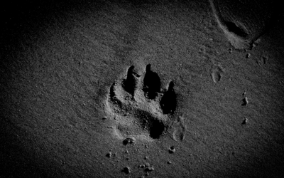Paw print on cement