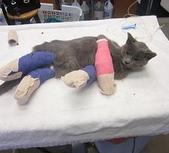 Grey cat with casts on