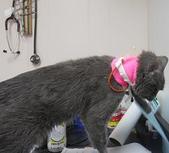 Grey cat at the vet