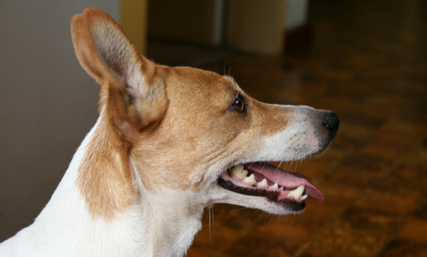 Side profile of dog showing teeth