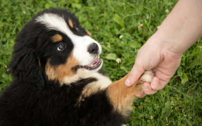 Bernese Mountain Dog puppy shaking someone's hand