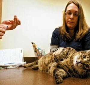 Cat Laying Down at Vet Appointment Preparing to Receive a Shot
