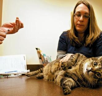 Cat Laying Down at Vet Appointment Preparing to Receive a Shot